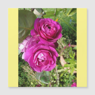 rosa a la antigua