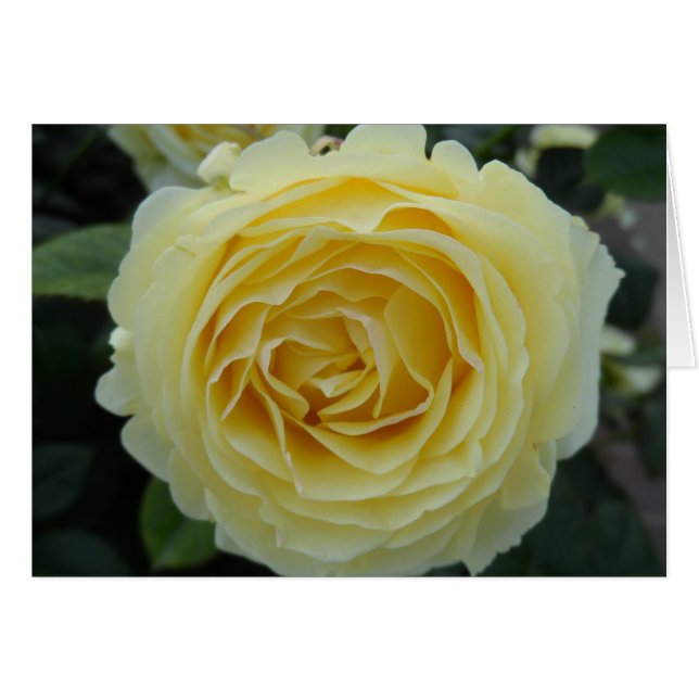 Rosa amarilla (Anverso (Horizontal))