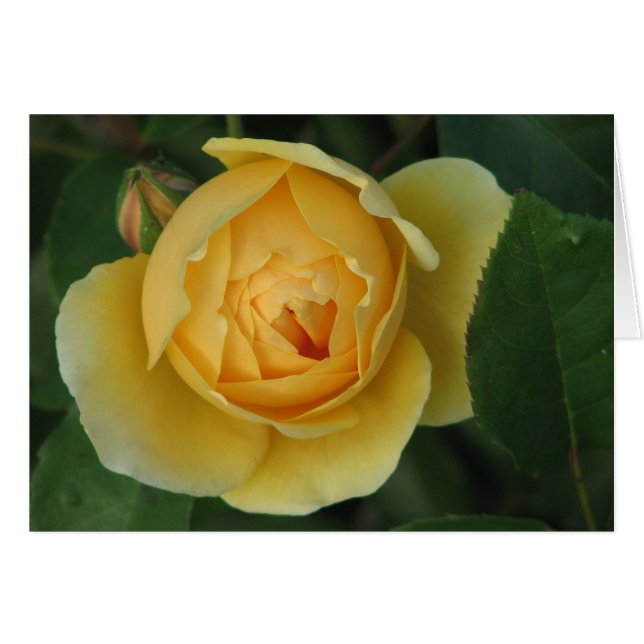 Rosa amarilla (Anverso (Horizontal))