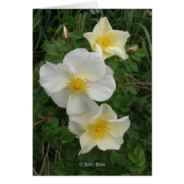 Rosa amarilla (Frente)