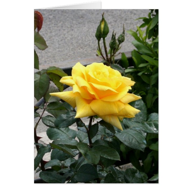 Rosa amarilla de Texas (Frente)