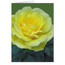 ROSA AMARILLA, DE TEXAS?