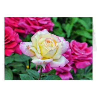 Rosa Amarilla Entre Flores Rojas