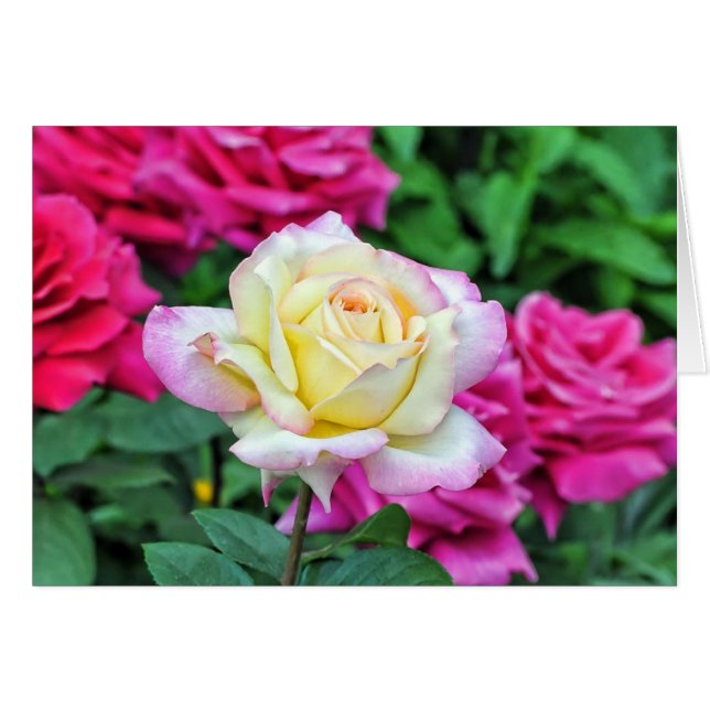 Rosa Amarilla Entre Flores Rojas (Anverso (Horizontal))