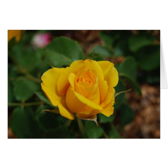 Rosa amarillo (Anverso (Horizontal))