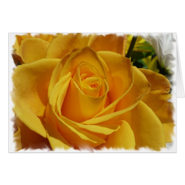 rosa amarillo (Anverso (Horizontal))
