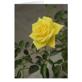 Rosa amarillo