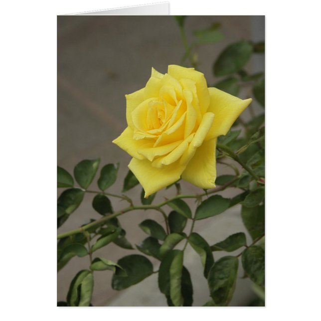 Rosa amarillo (Frente)
