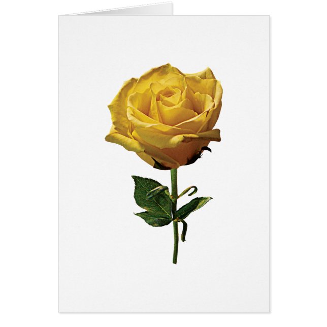 Rosa amarillo (Frente)