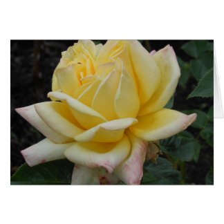 Rosa amarillo, Irlanda del Norte