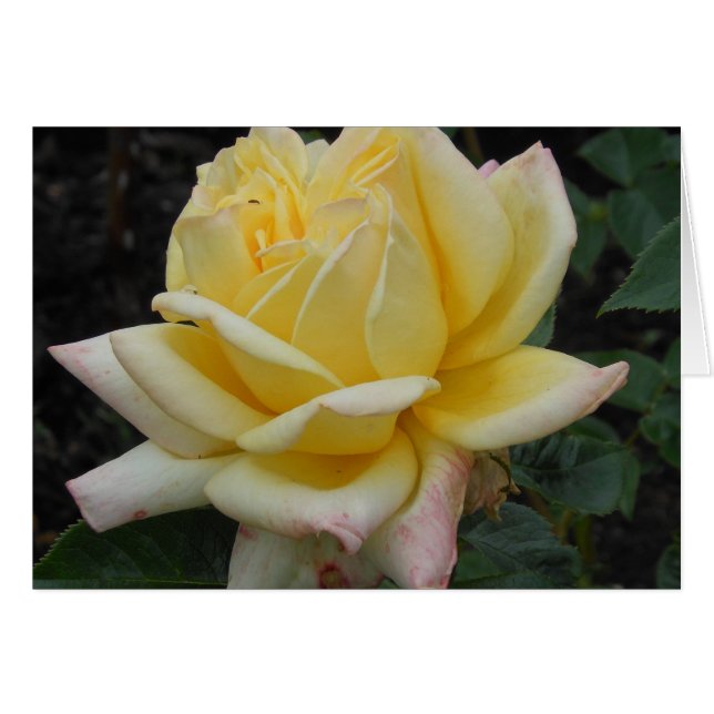 Rosa amarillo, Irlanda del Norte (Anverso (Horizontal))