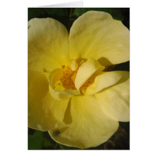 Rosa amarillo salvaje