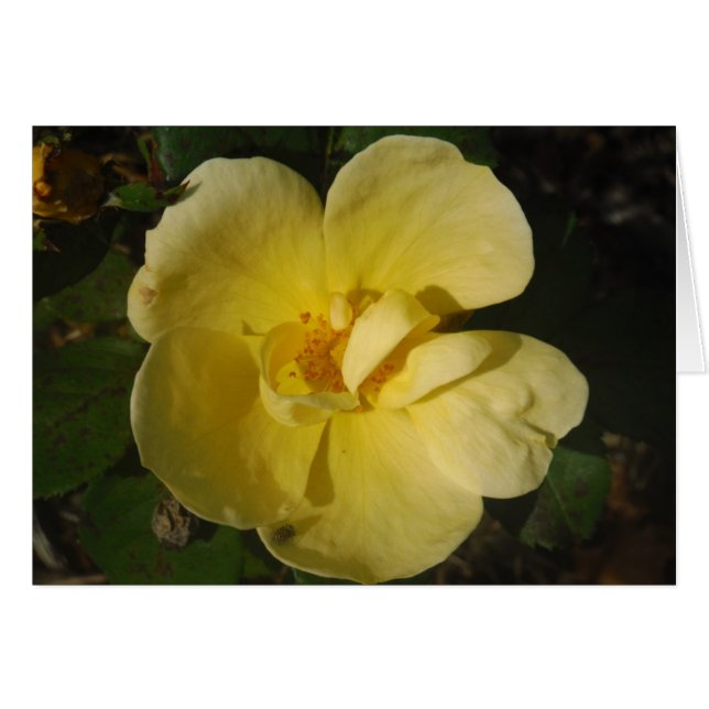 Rosa amarillo salvaje (Anverso (Horizontal))