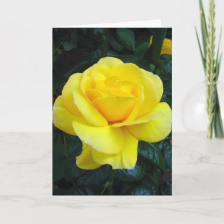 Rosa amarillo - tarjeta