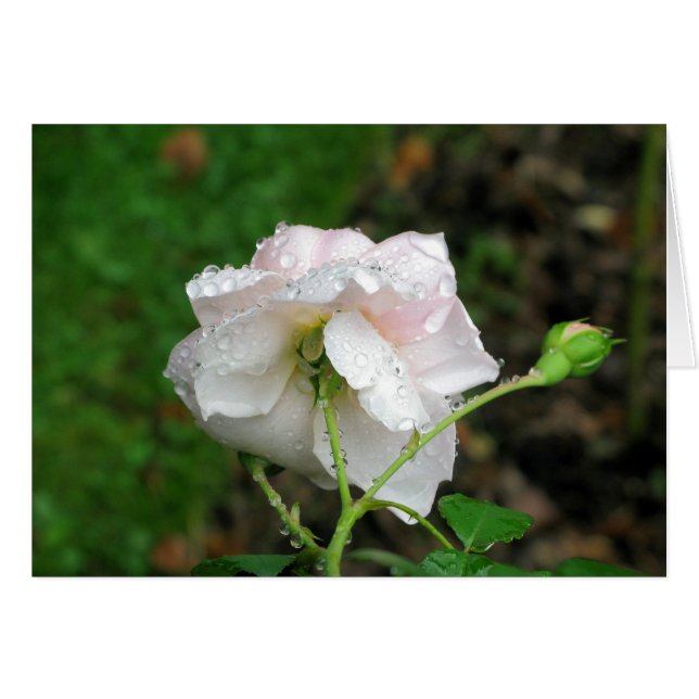 Rosa antiguo 2 (Anverso (Horizontal))