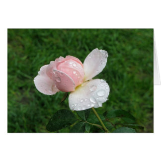 Rosa antiguo 3
