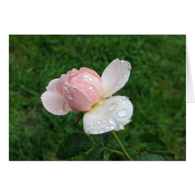 Rosa antiguo 3 (Anverso (Horizontal))