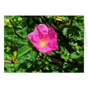 Rosa antiguo FARMphemera.com CARD ©dheller2018