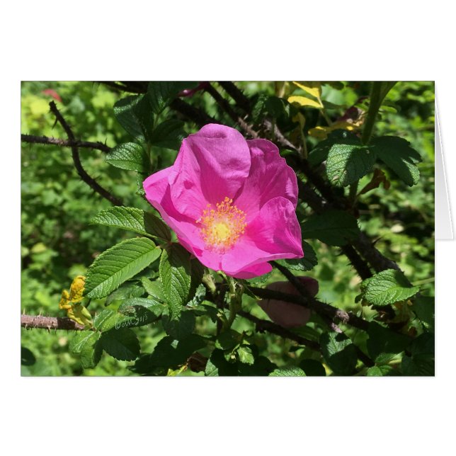 Rosa antiguo FARMphemera.com CARD ©dheller2018 (Anverso (Horizontal))