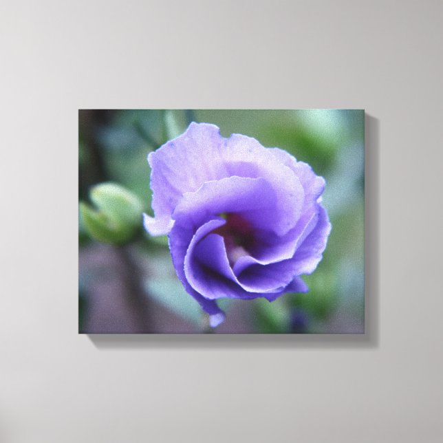 Rosa azul de Sharon 14 x 11 Imprimir lienzo (Anverso)