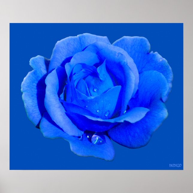 Rosa azul Poster Imprimir bello arte de flores (Frente)