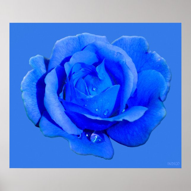 Rosa azul Poster Imprimir bello arte de flores (Frente)