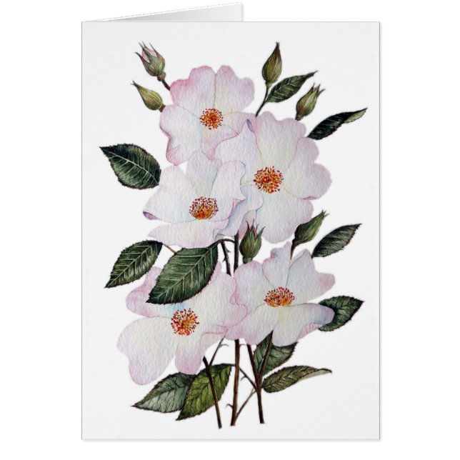 Rosa 'Ballerina' Arte Floral (Frente)