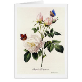 Rosa Bengale - Pierre Joseph Redouté.