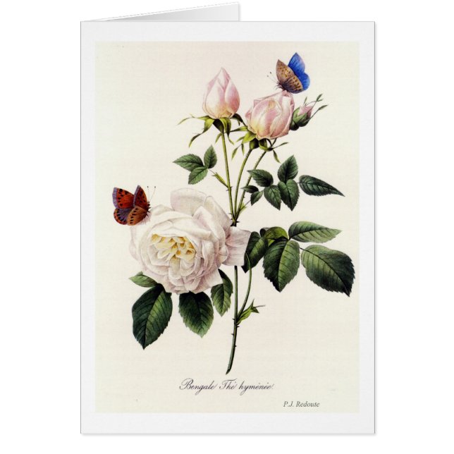 Rosa Bengale - Pierre Joseph Redouté. (Frente)