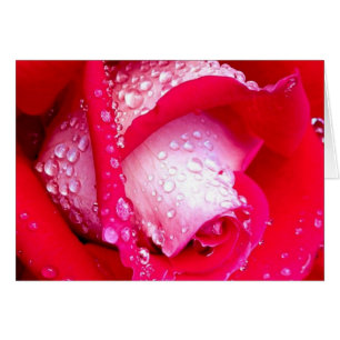 Rosa besada por Punto Rosado