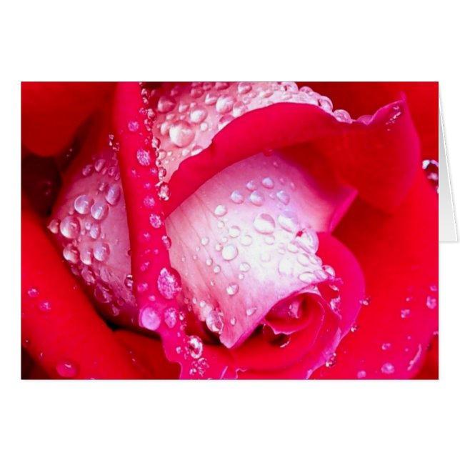 Rosa besada por Punto Rosado (Anverso (Horizontal))