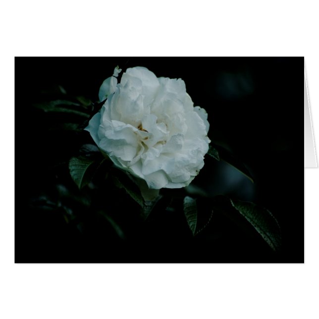 Rosa blanca (Anverso (Horizontal))