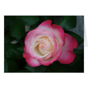 Rosa Blanca