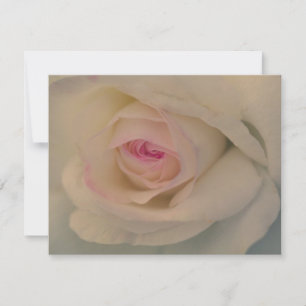 Rosa Blanca