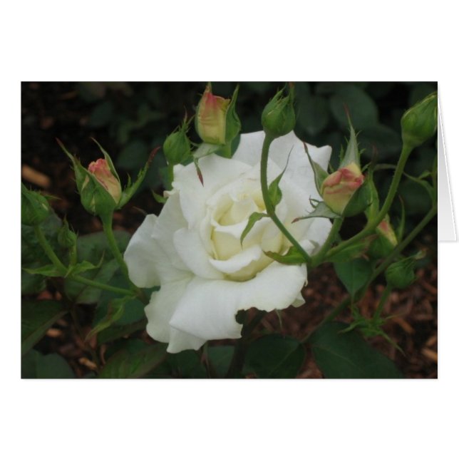 Rosa blanca (Anverso (Horizontal))