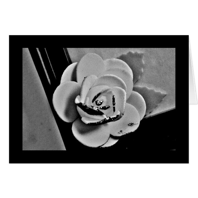 Rosa blanca (Anverso (Horizontal))