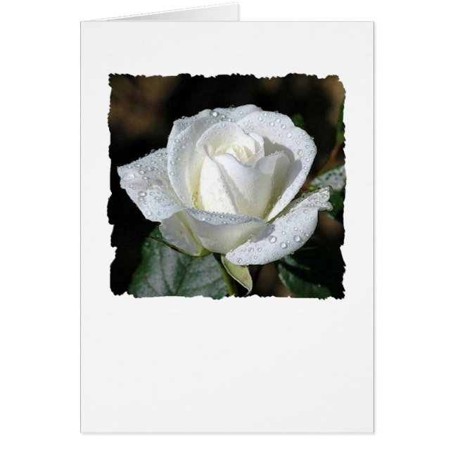 Rosa blanca con aguijón (Frente)