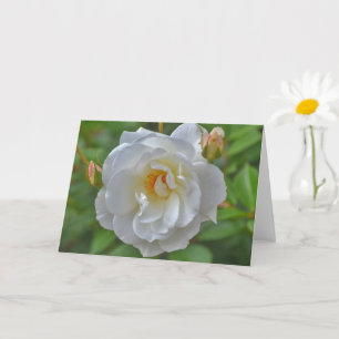 Rosa Blanca con tarjeta de notas de arte en el jar