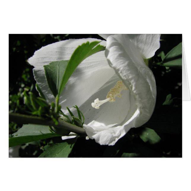 Rosa Blanca de Sharon (Anverso (Horizontal))