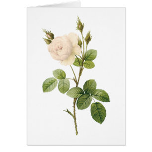 rosa blanca (Rosa campanulata alba) por Redouté