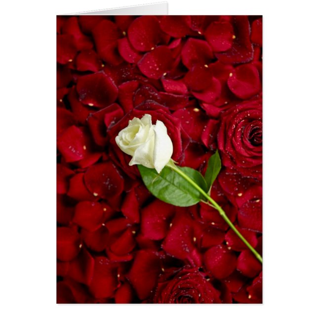 Rosa Blanca Sobre Pétalos Rojos (Frente)