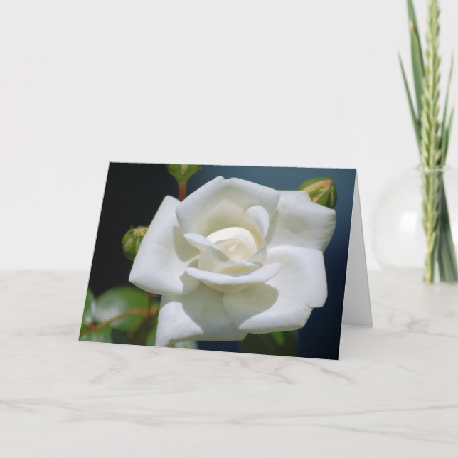 Rosa blanca única - Tarjeta de nota (Anverso)