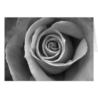 Rosa blanca y negra