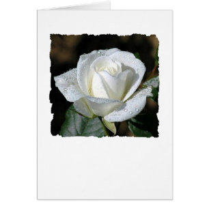 Rosa blanco con rocío