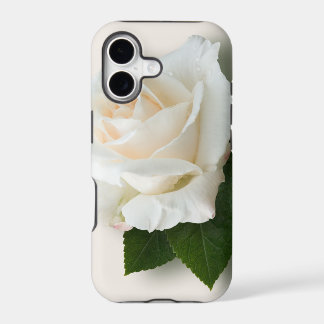 Rosa blanco 'Pascali