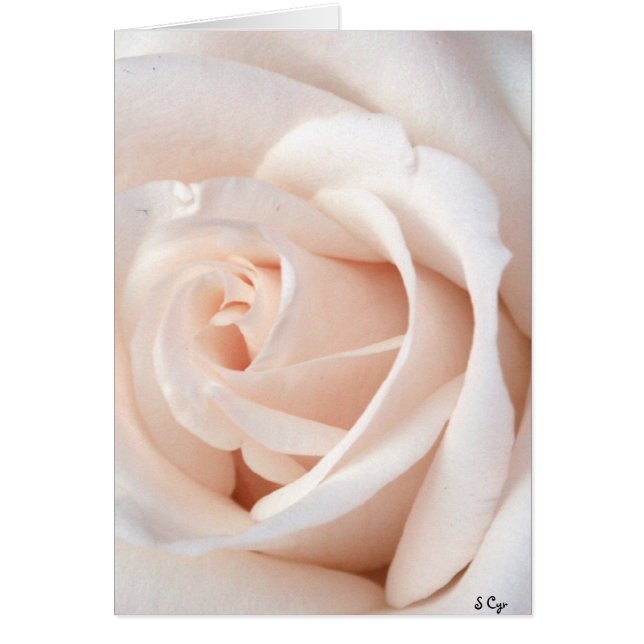 Rosa boda (Frente)