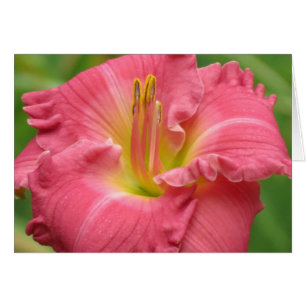 Rosa bonito - Diariamente