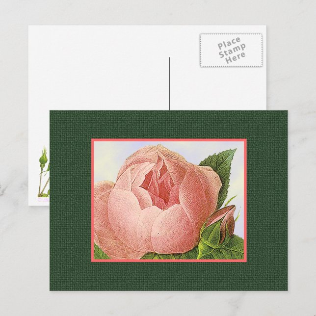 Rosa botánico rosa postal de arte en blanco (Anverso / Reverso)