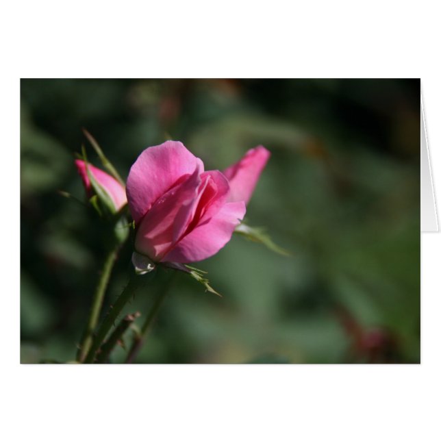 Rosa Bud (Anverso (Horizontal))