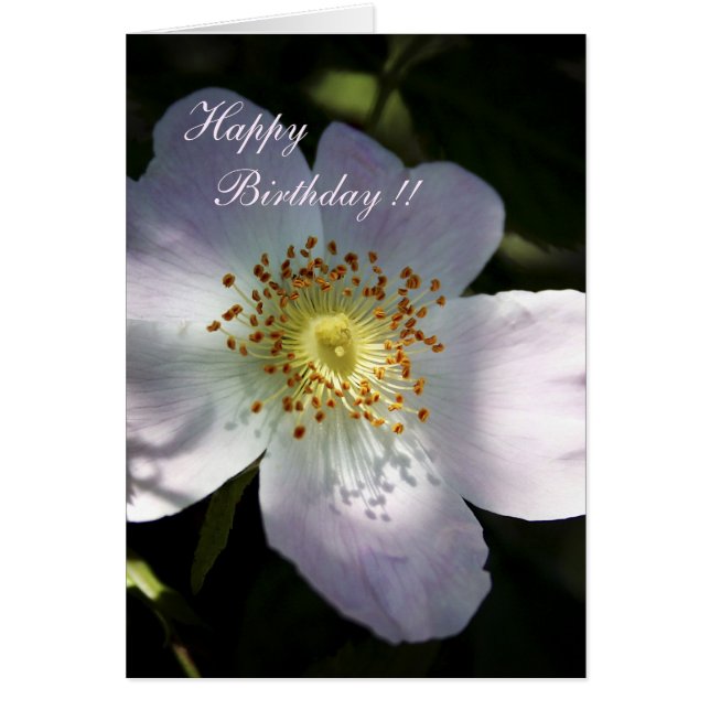 Rosa Canina - Dog Rose (Frente)